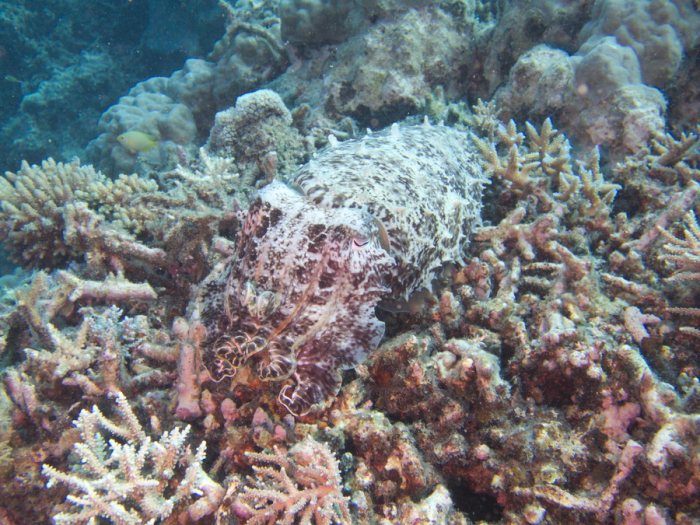 Seiche (Sepia latimanus)