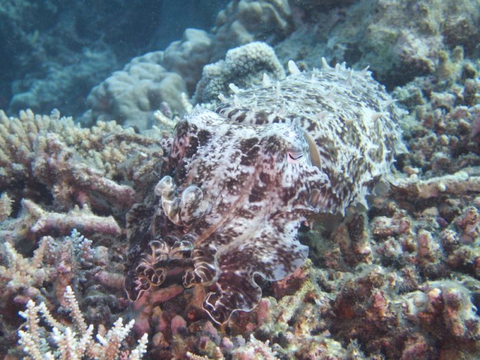Seiche (Sepia latimanus)