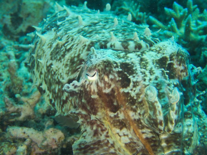 Seiche (Sepia latimanus)