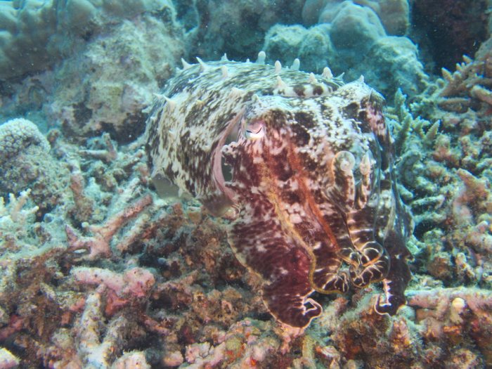Seiche (Sepia latimanus)