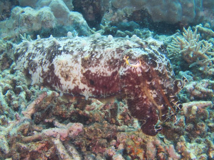 Seiche (Sepia latimanus)