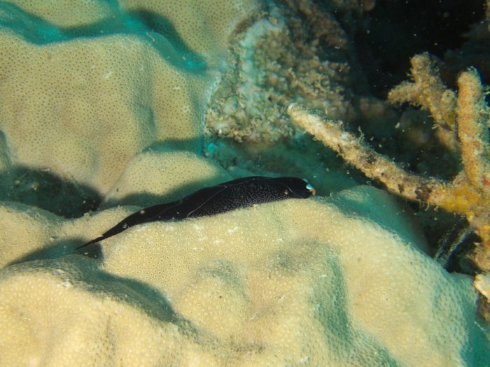 Mariaglaja inornata