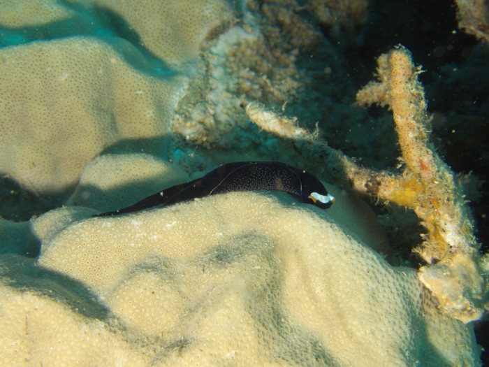 Mariaglaja inornata