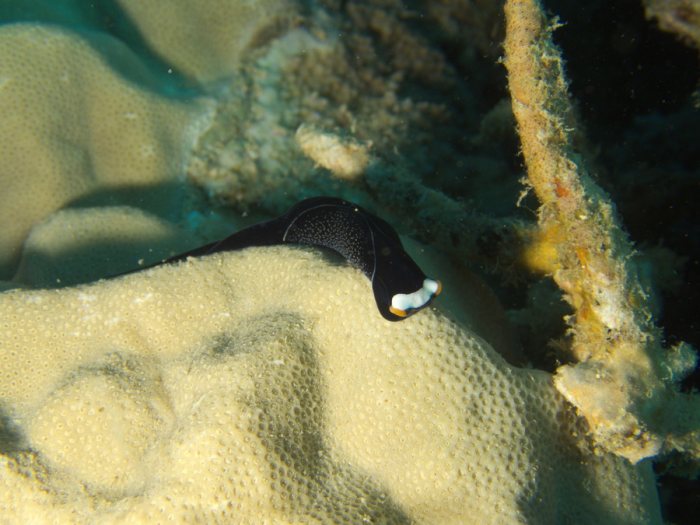 Mariaglaja inornata