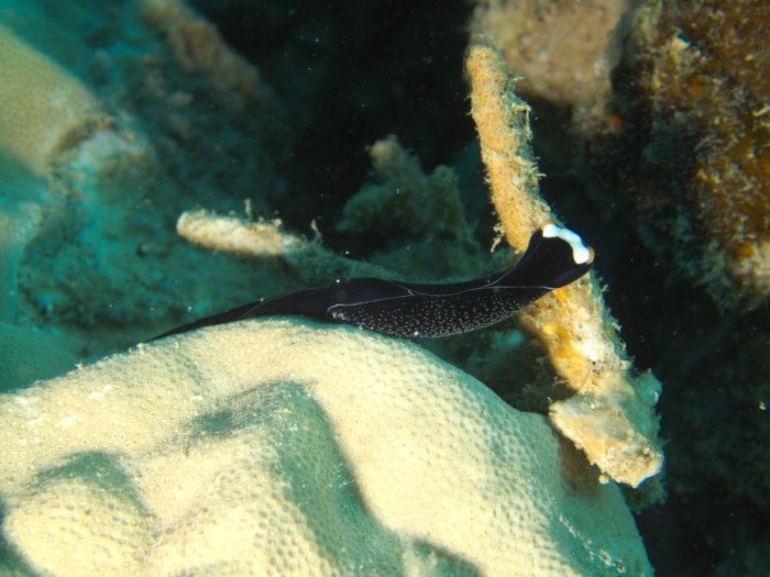 Mariaglaja inornata