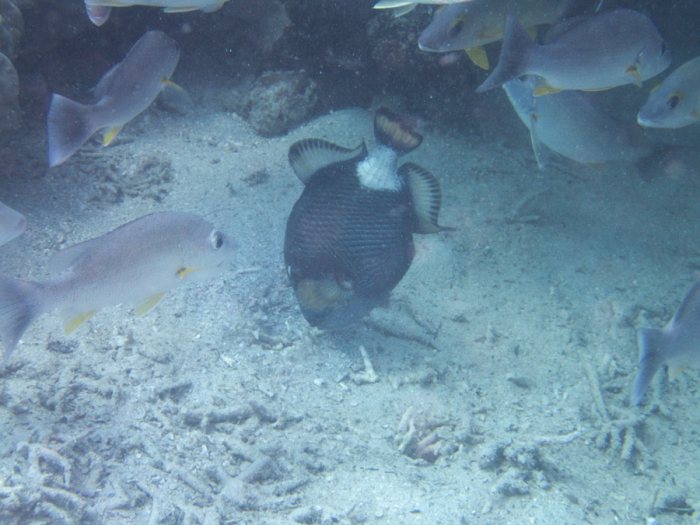 Balistoides viridescens