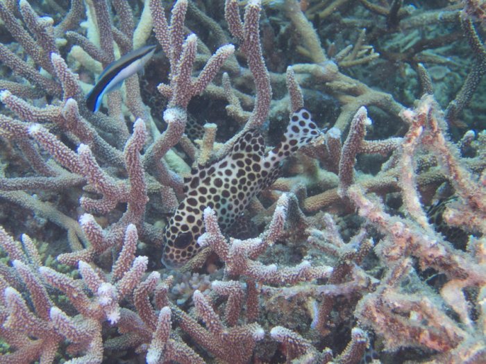Plectorhinchus chaetodonides