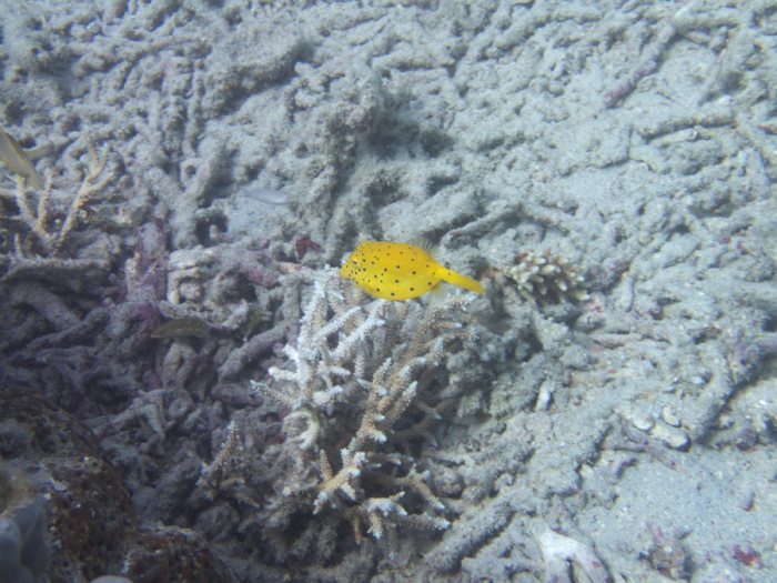 Ostracion cubicus