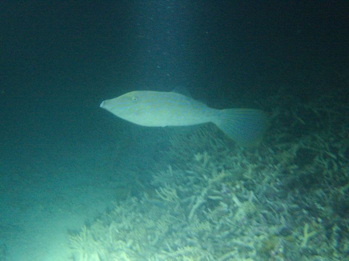 Aluterus scriptus