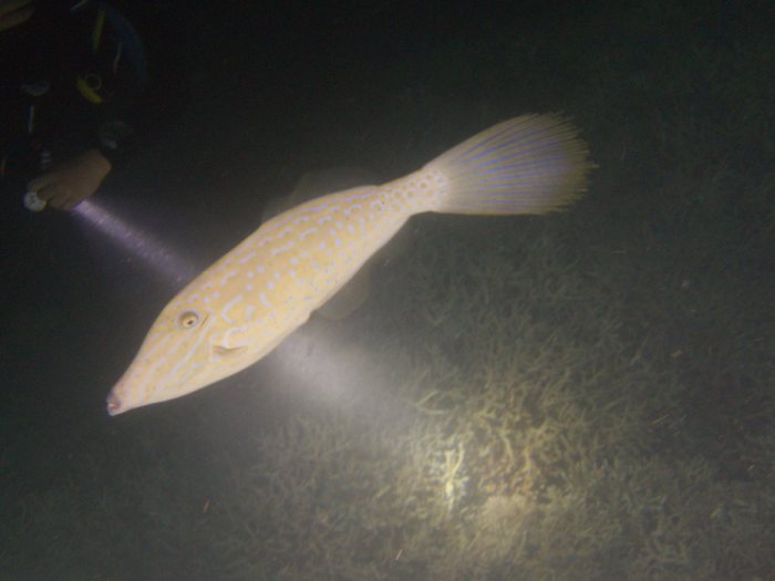 Aluterus scriptus