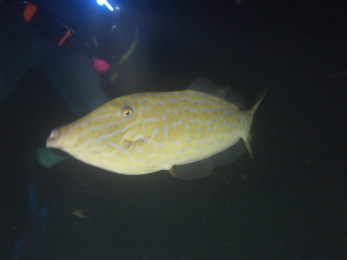 Aluterus scriptus