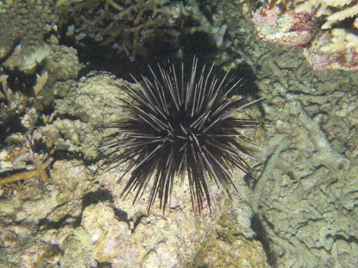 Echinometra mathaei