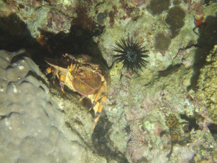 Scyllarides squammosus