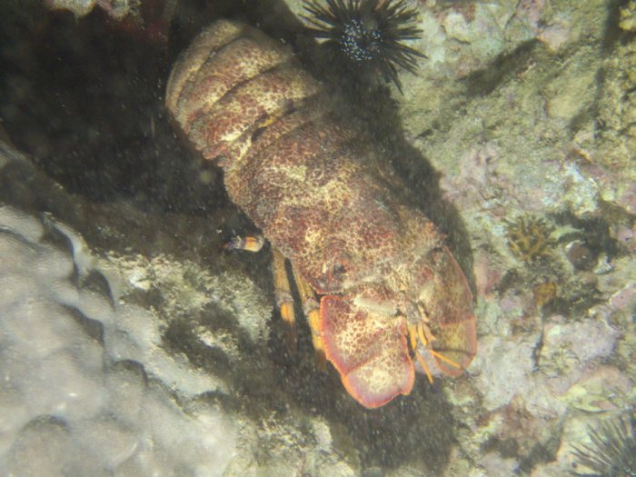 Scyllarides squammosus