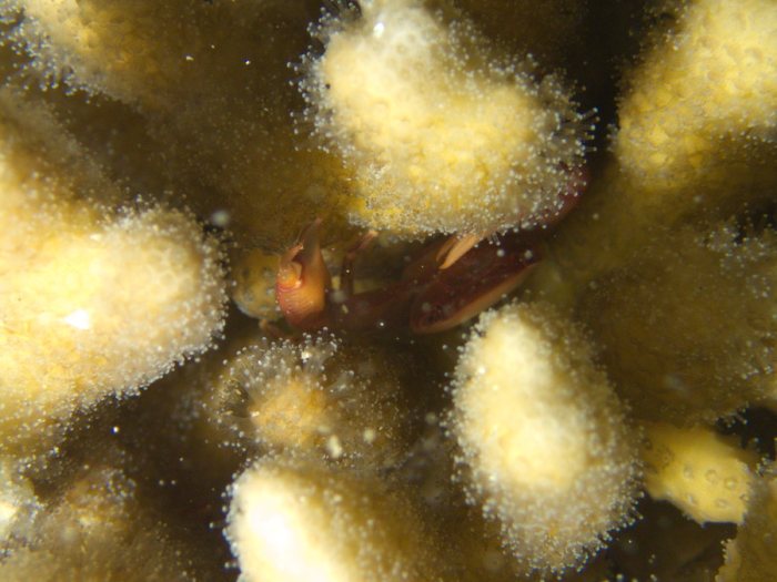 Trapezia cymodoce