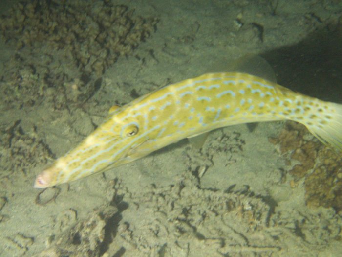 Aluterus scriptus