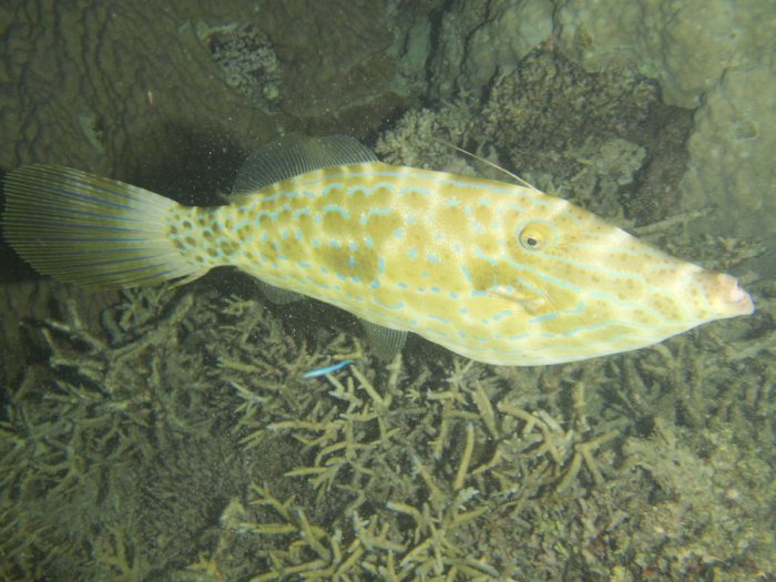 Aluterus scriptus