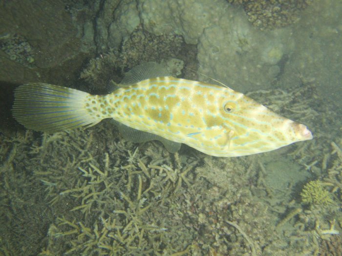 Aluterus scriptus