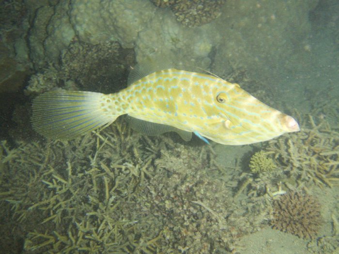 Aluterus scriptus