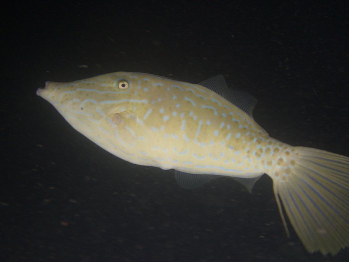 Aluterus scriptus