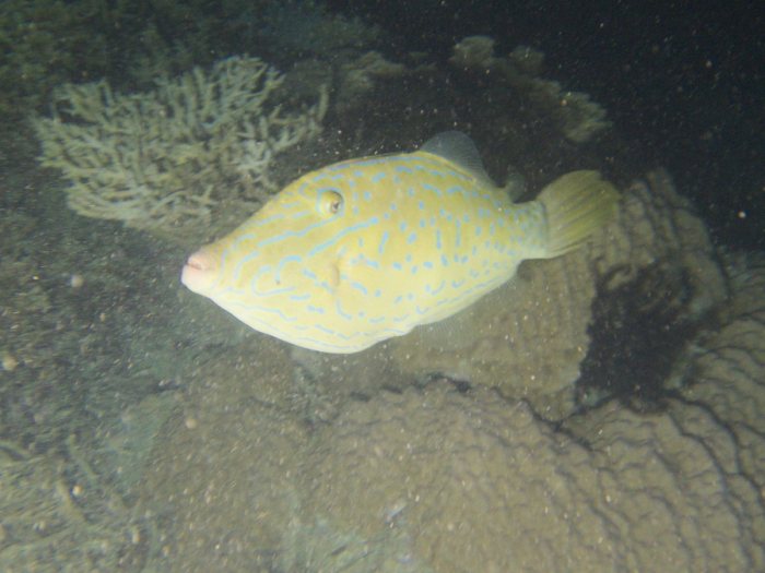 Aluterus scriptus