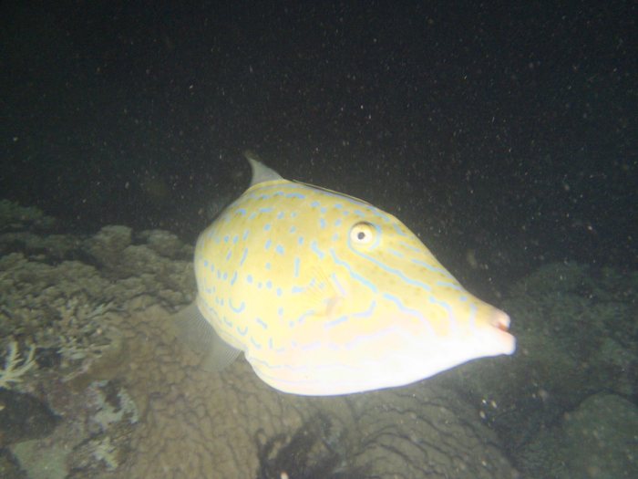 Aluterus scriptus