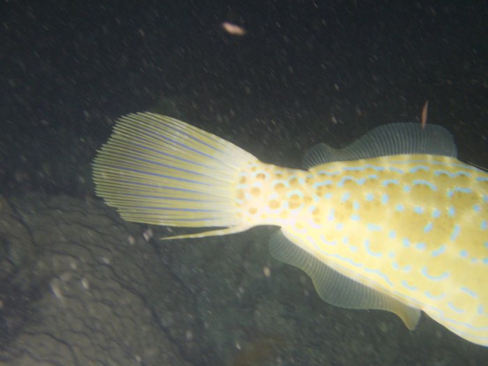 Aluterus scriptus