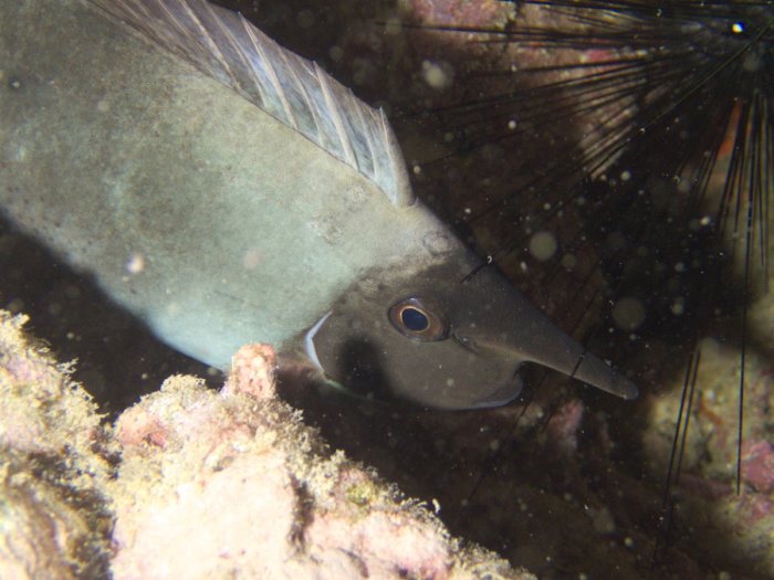 Naso brevirostris