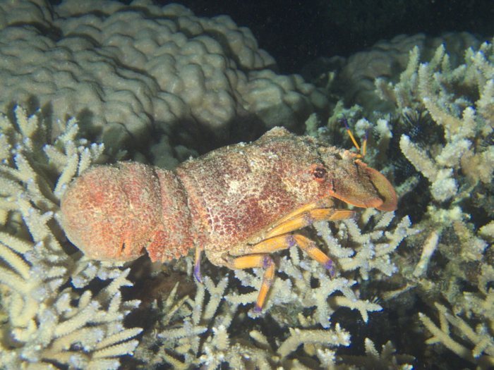 Scyllarides squammosus