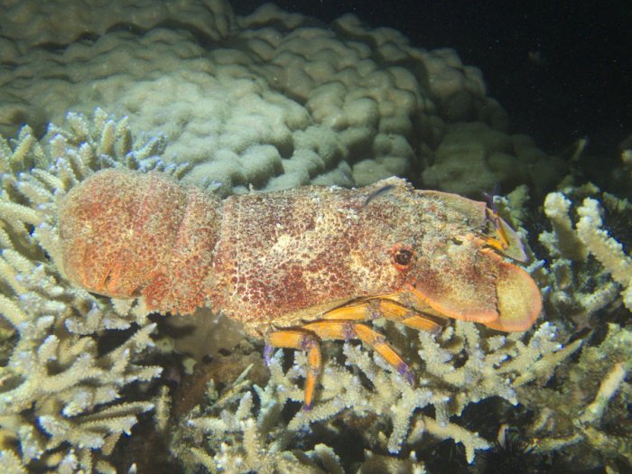 Scyllarides squammosus
