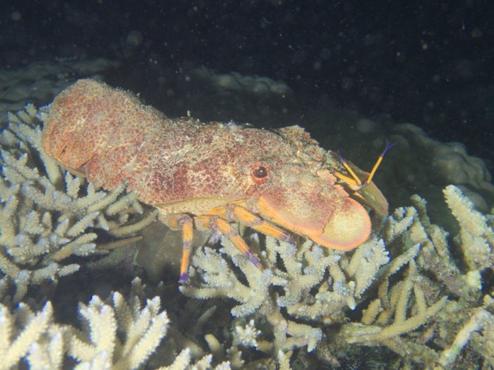 Scyllarides squammosus