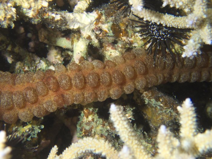Synapta maculata