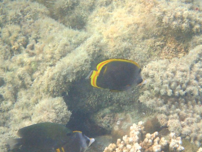 Chaetodon flavirostris