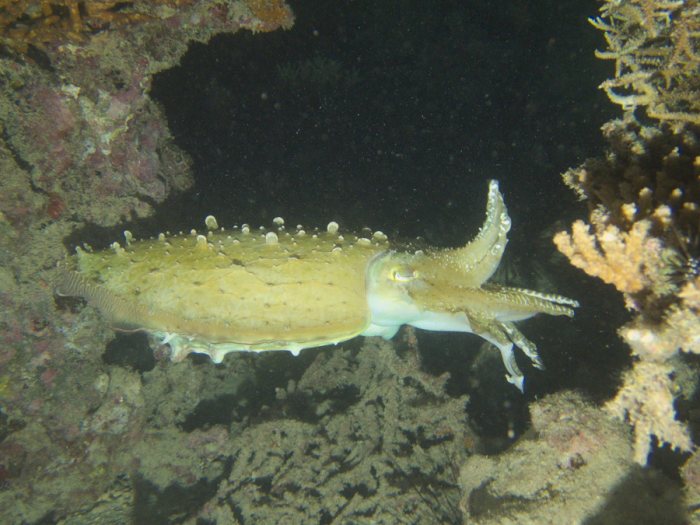 Seiche (Sepia latimanus)