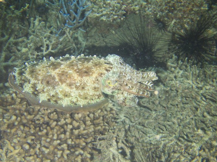 Seiche (Sepia latimanus)