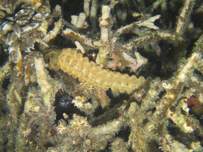 Synapta maculata