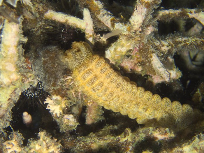 Synapta maculata