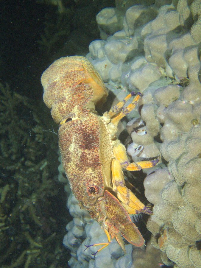 Scyllarides squammosus