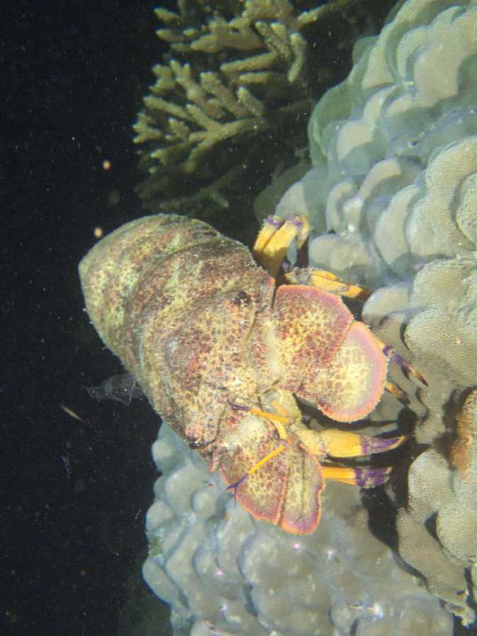 Scyllarides squammosus