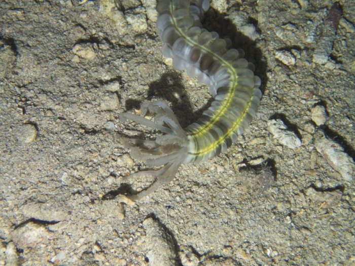 Synapta maculata