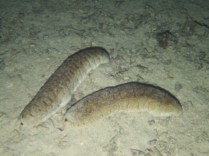 Holothuria (Microthele) fuscopunctata