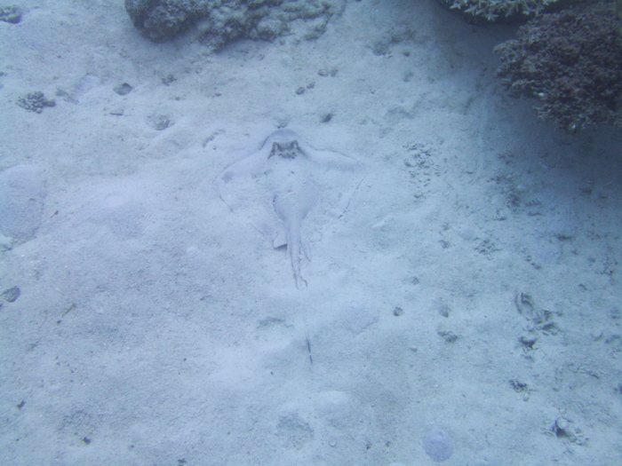 Neotrygon kuhlii