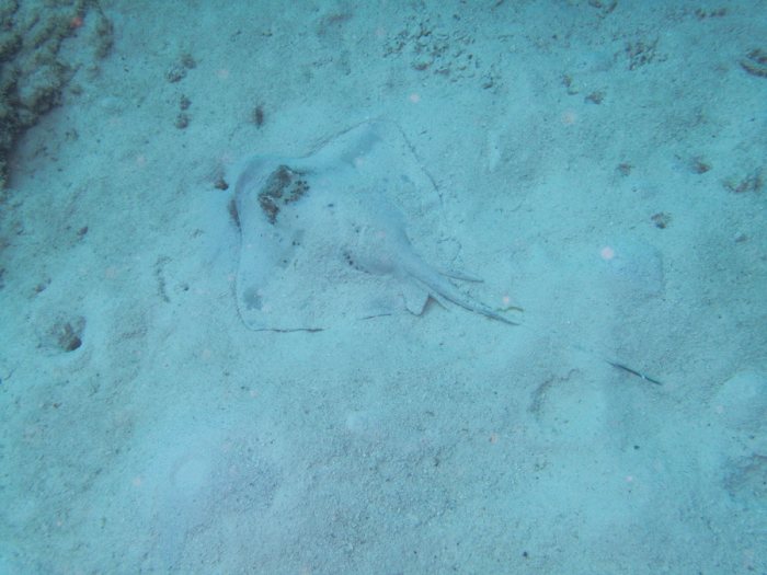 Neotrygon kuhlii