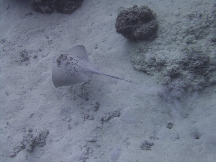 Neotrygon kuhlii