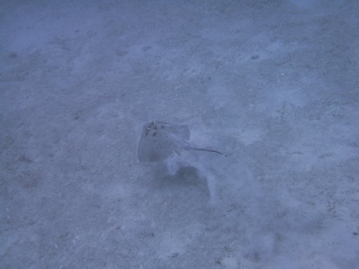 Neotrygon kuhlii