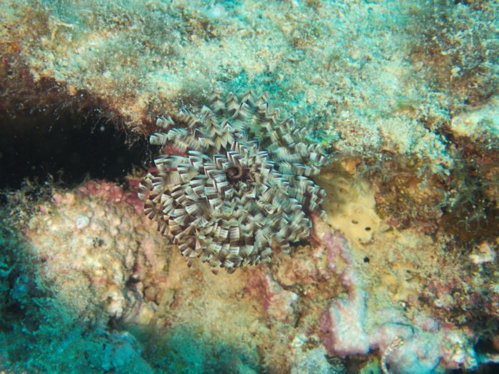 Sabellastarte sp.