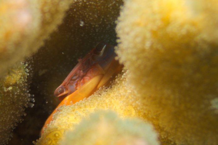 Trapezia cymodoce