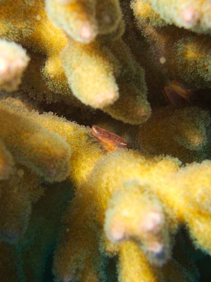 Trapezia cymodoce
