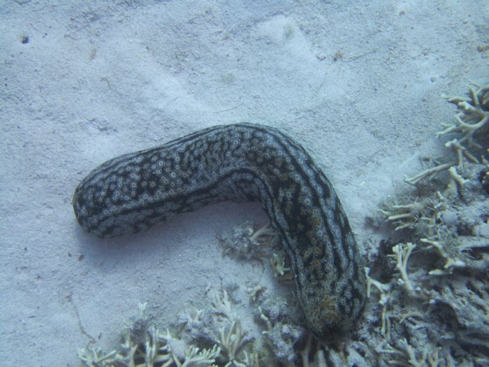 Bohadschia argus