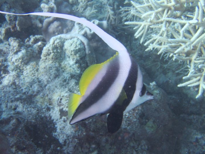 Heniochus acuminatus